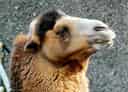 動物図鑑、ラクダ